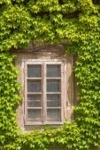 Лианы и вьющиеся растения - лучшее украшения домов и беседок