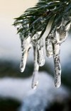 Защита растений от морозов