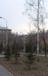 В Красноярске высадят более двух тысяч новых деревьев