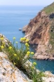 Крым – остров цветов.