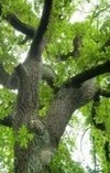 «РОСНО» страхует деревья